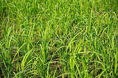 传Game Pass标准版要等6-12个月才能等到第一方新作